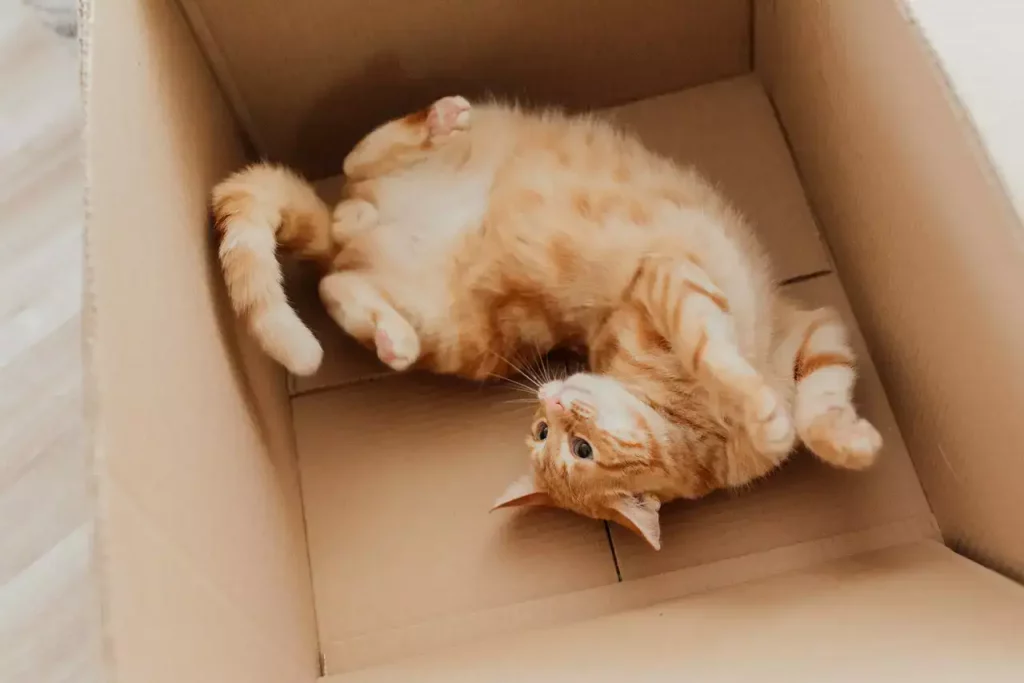 cat inside cardboard box