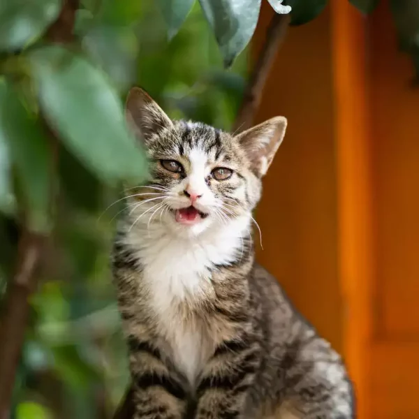 cat_leaves
