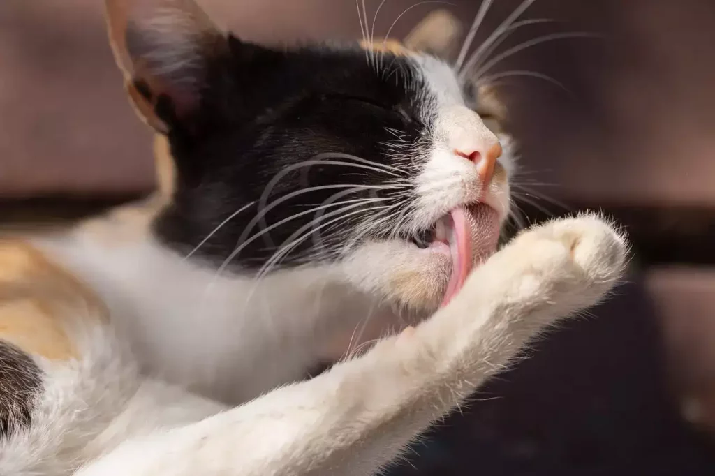 cat licking her hand