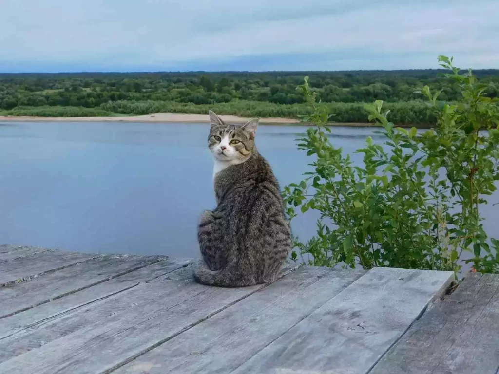 cat next to water