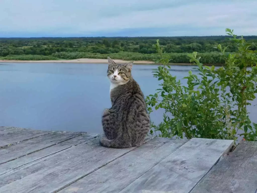 Can Kittens Go To The Beach? (+ Without Shots / Vaccinations?) 17 cat next to water