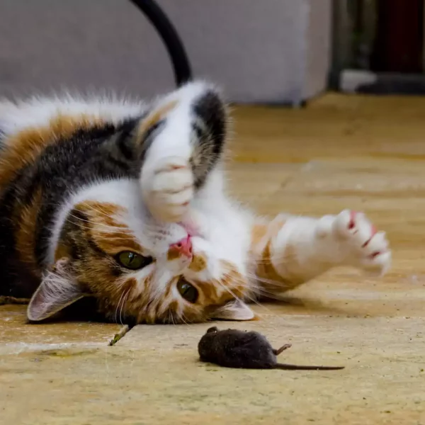 cat_playing_with_mouse