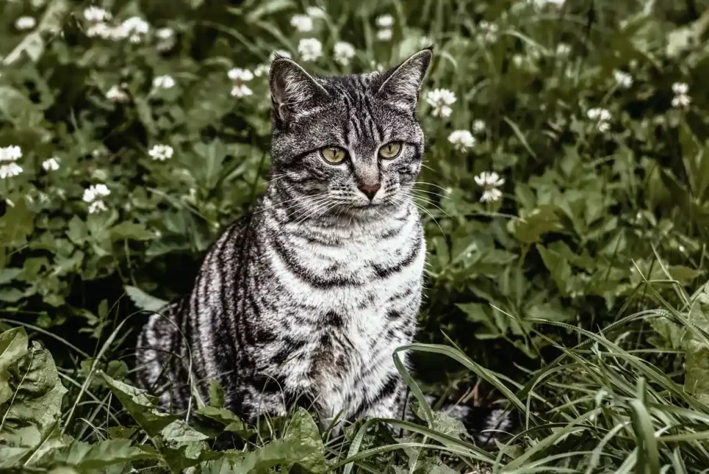 Why Do Cats Roll In Fox Poo? 6 Possible Theories MeowFluent