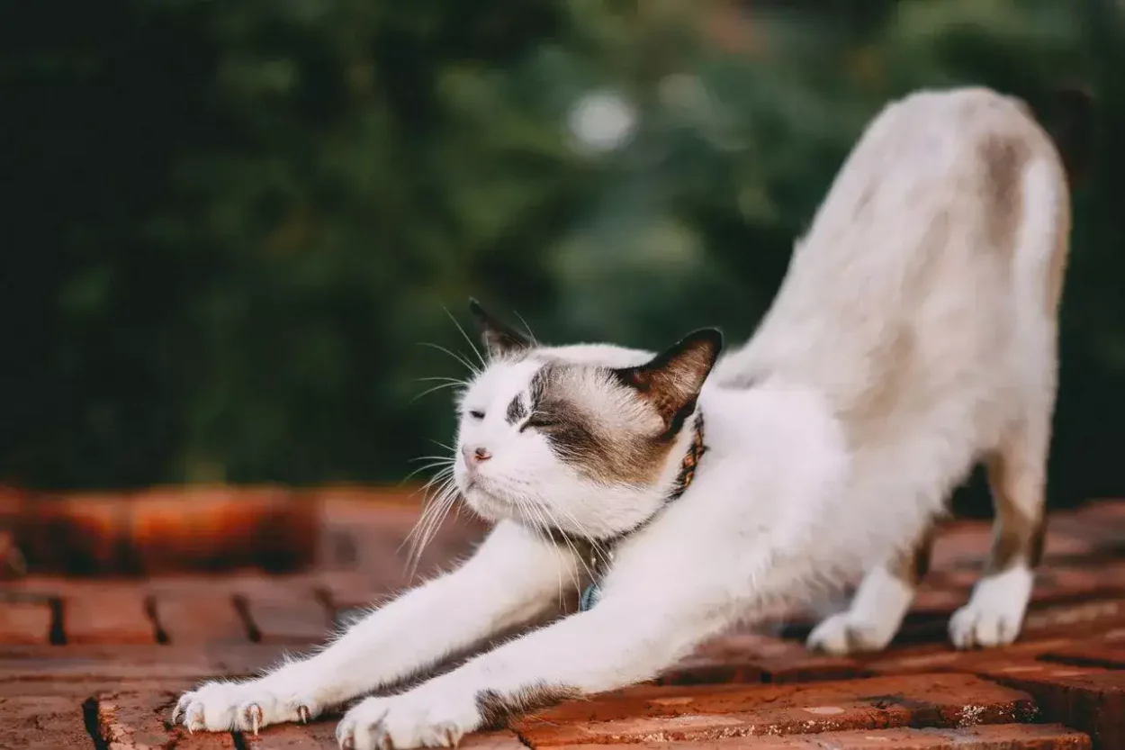 cat_stretching_on_the_rooftop