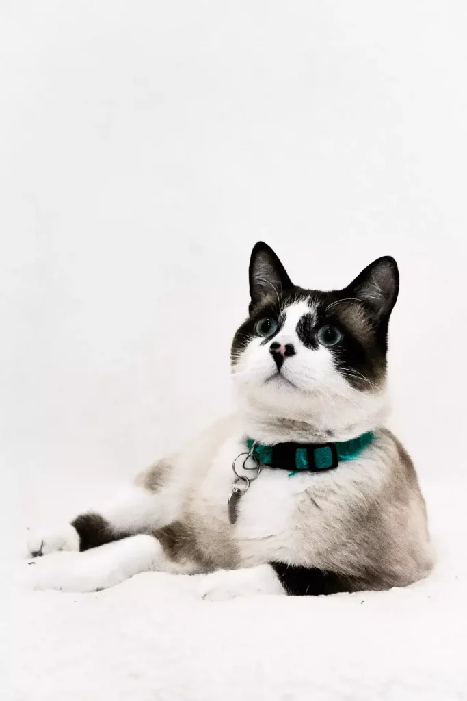 Snowshoe Tabby Mix – Facts, Personality & Characteristics 21 cat tabby snowshoe
