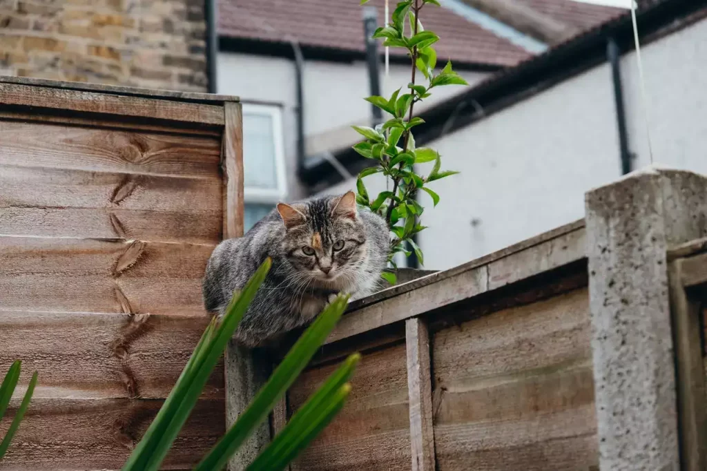 cat walking on fence