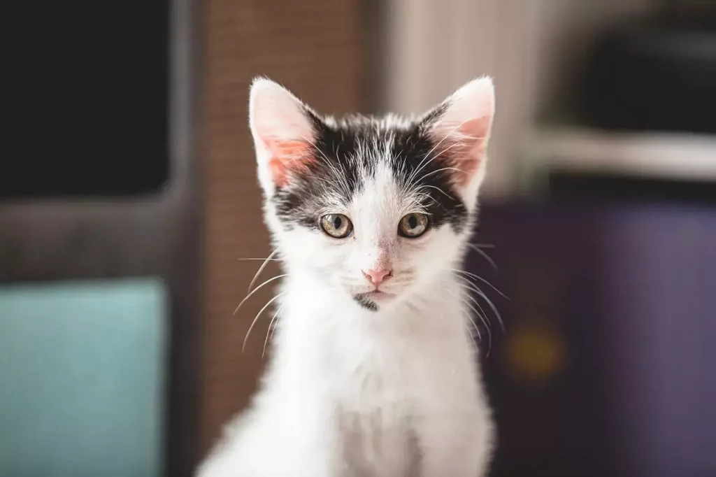 How To Keep My Kitten Warm In Winter? 38 kitten camera