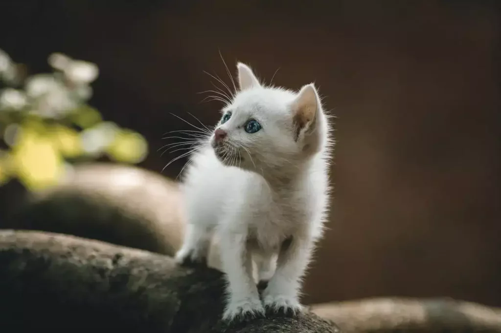 kitten curious
