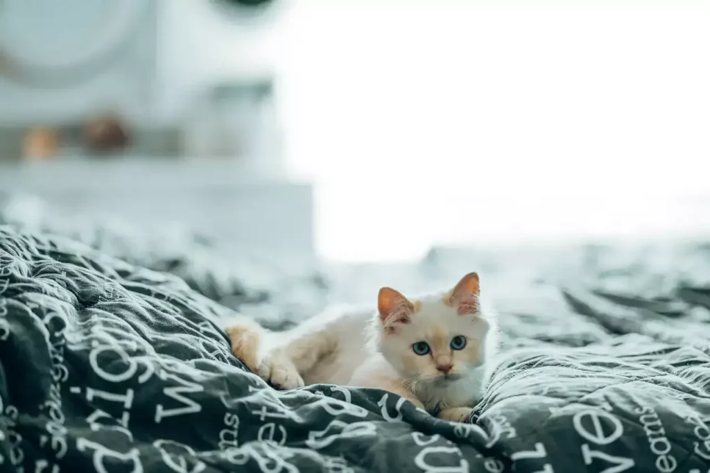 kitten eyes on bed