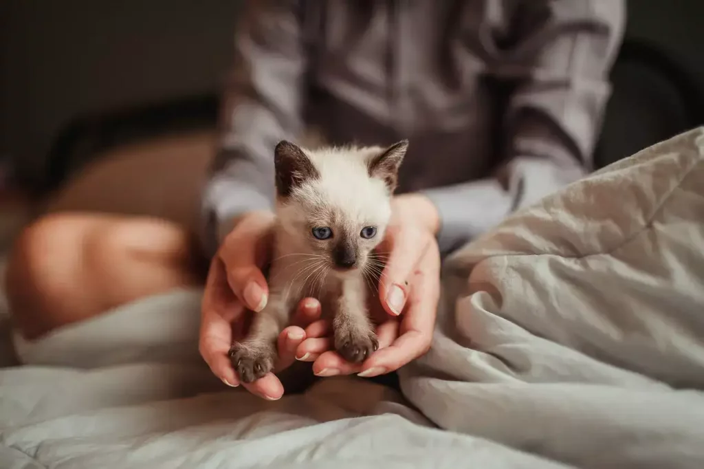 kitten holding in hands