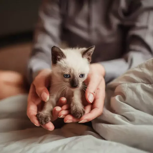 kitten_in_hand