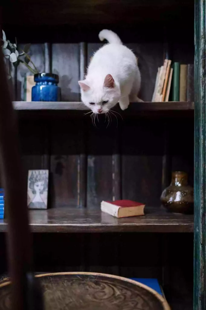 How To Keep My Kitten Warm In Winter? 34 kitten jump on cupboard