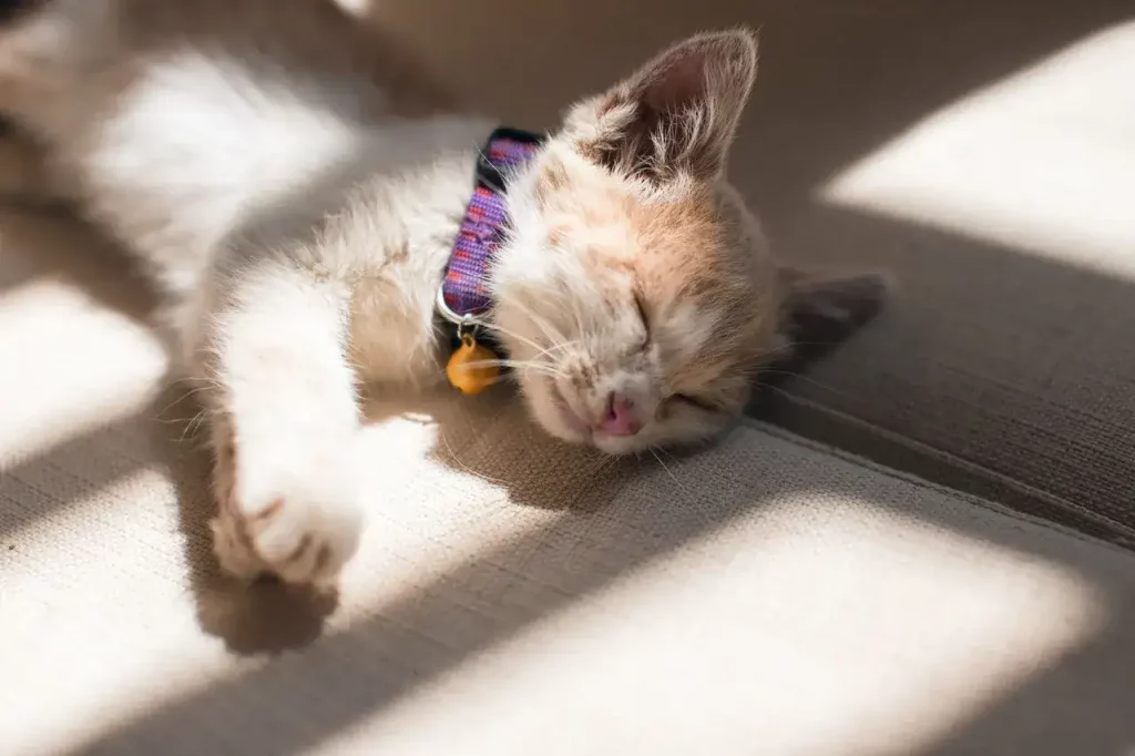 When Do Kittens Start Meowing? 18 kitten sleeping on floor