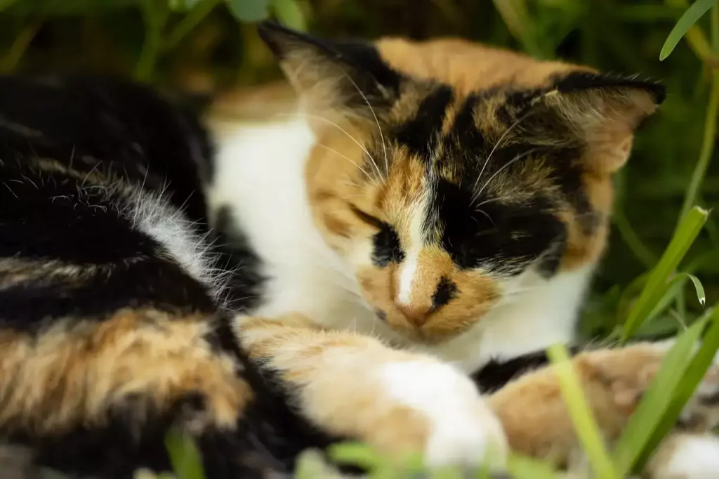 Why Is My Kitten Sleeping So Much And Not Eating? 19 kitten sleeping outside