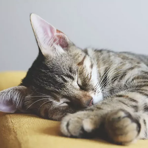 kitten_sleeps_couch