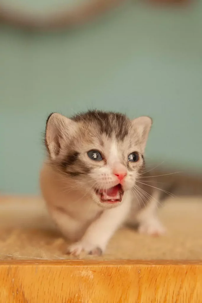 kitten teeth 1