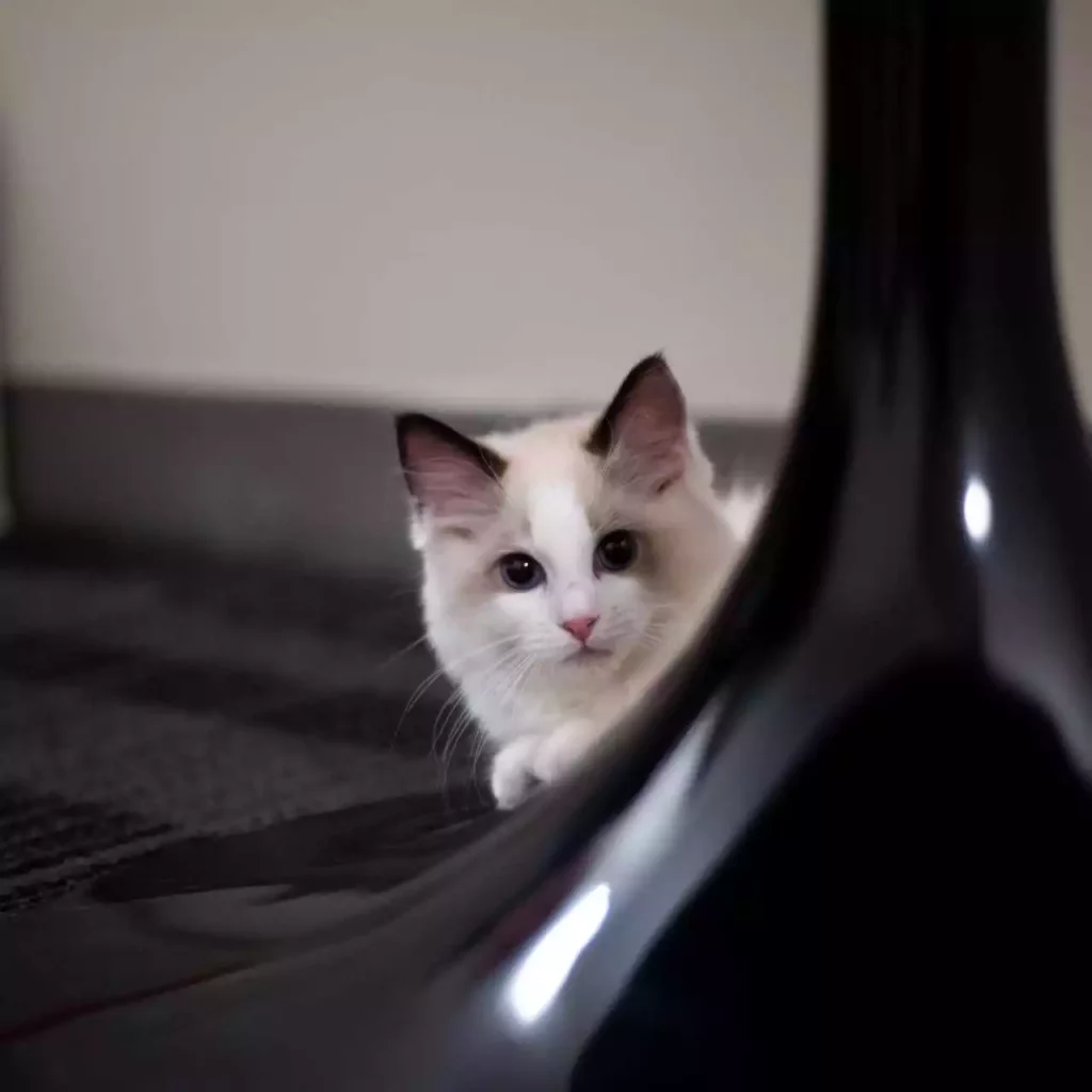 Why Are Ragdoll Cats So Expensive? 27 ragdoll cat behind corner 1