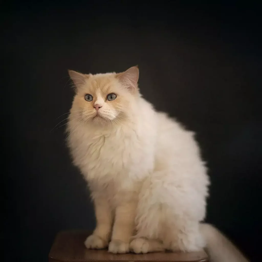 Why Are Ragdoll Cats So Expensive? 28 ragdoll cat black