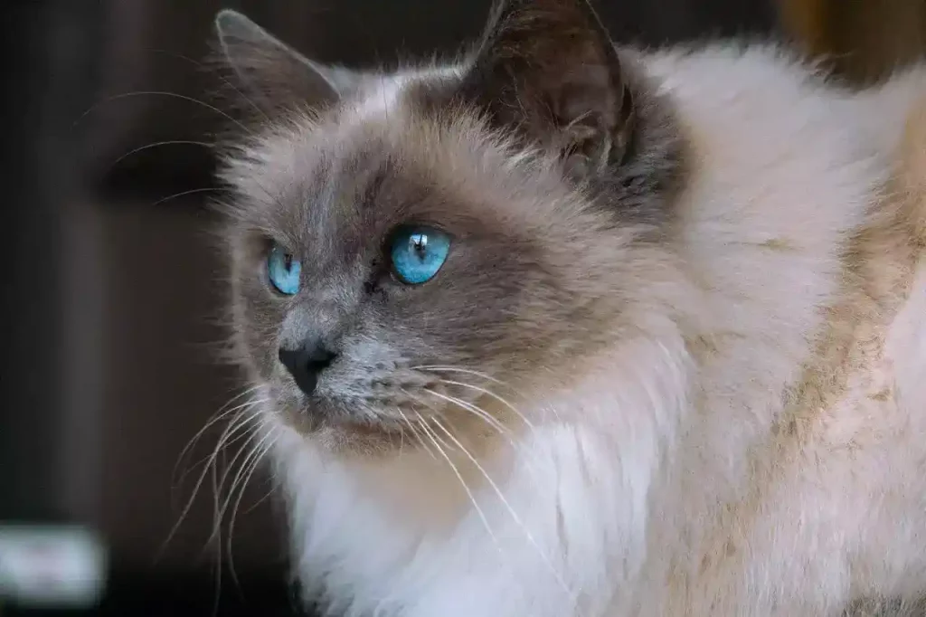 Why Are Ragdoll Cats So Expensive? 29 ragdoll cat blue eyes