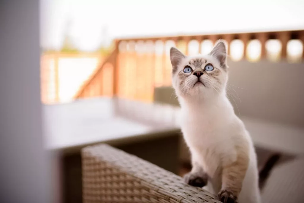 Why Are Ragdoll Cats So Expensive? 25 ragdoll cat box