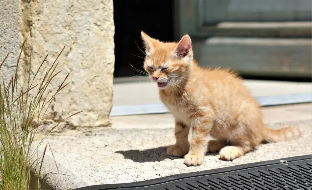 How To Discipline A Ragdoll Kitten: 7 Alternative Punishments 19 ragdoll street