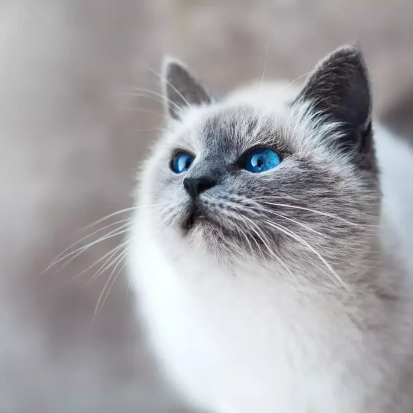 russian_blue_cat