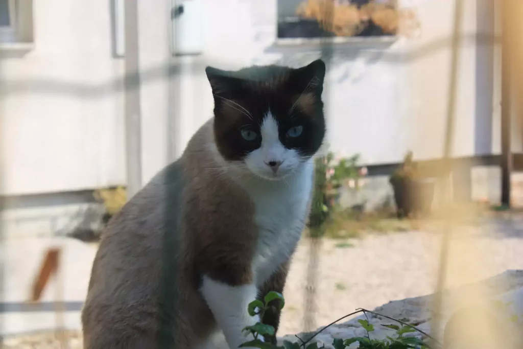 Snowshoe Tabby Mix – Facts, Personality & Characteristics 23 snowshoe tabby cat
