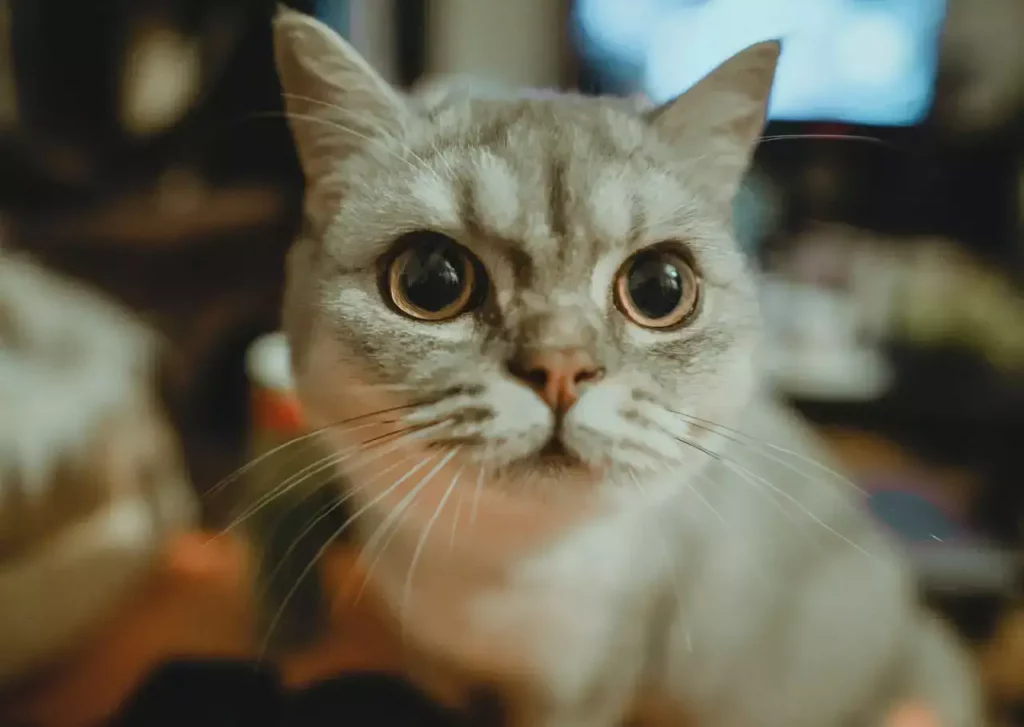 young kitten big eyes