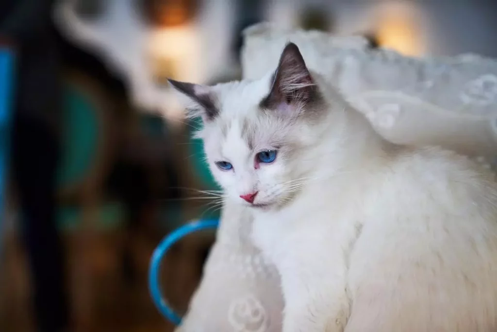 Himalayan Ragdoll Mix Cat - What To Expect 18 Ragdoll Himalayan Mix Cat