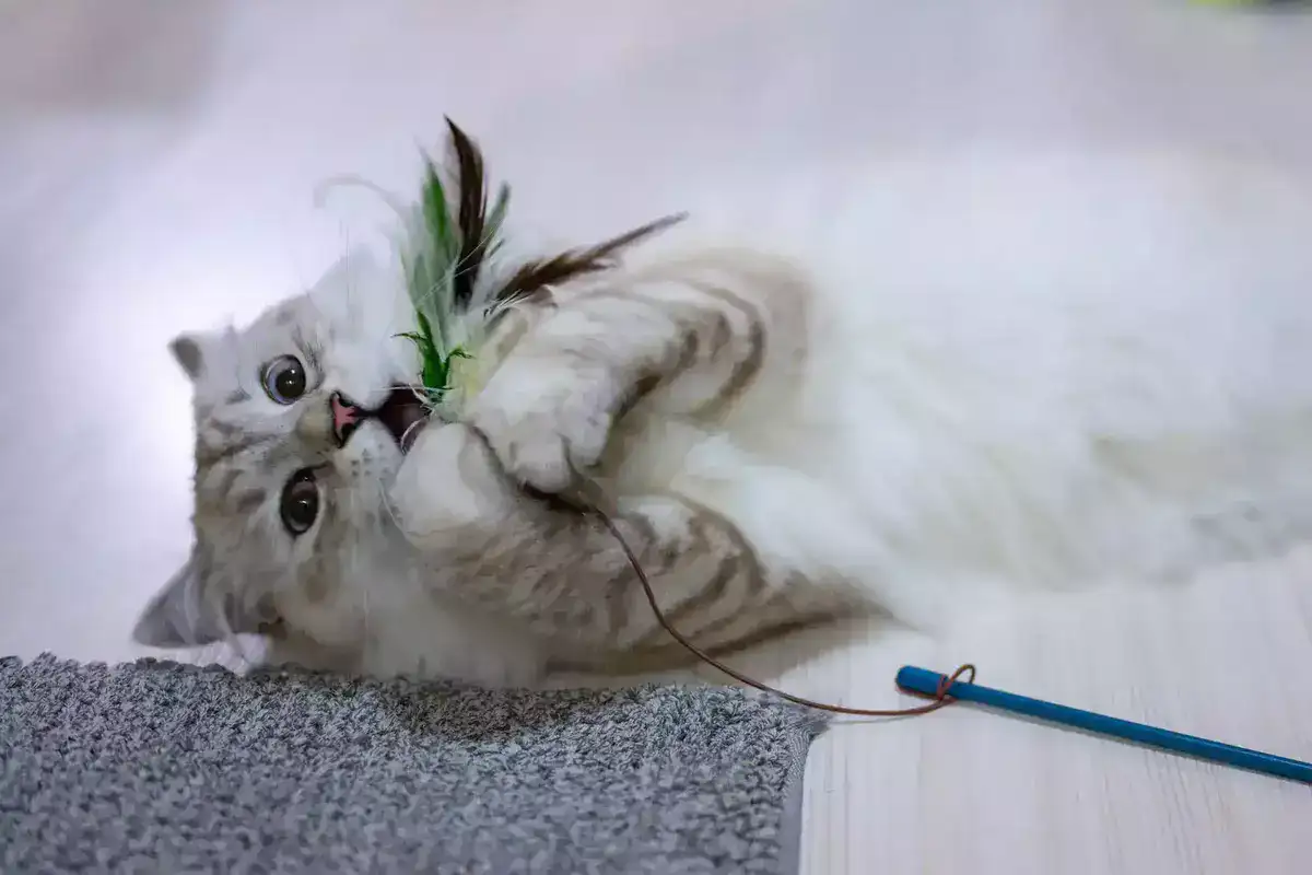 cat_licks_feather
