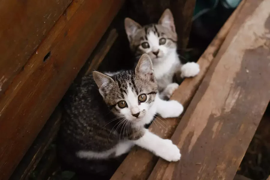 two_kittens