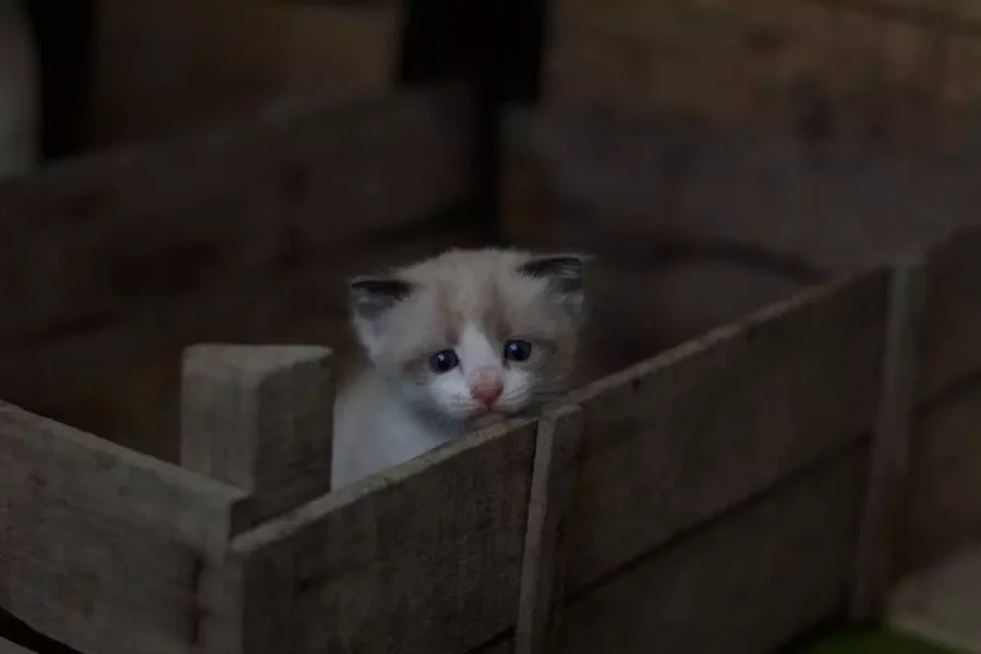 Persian_kitten