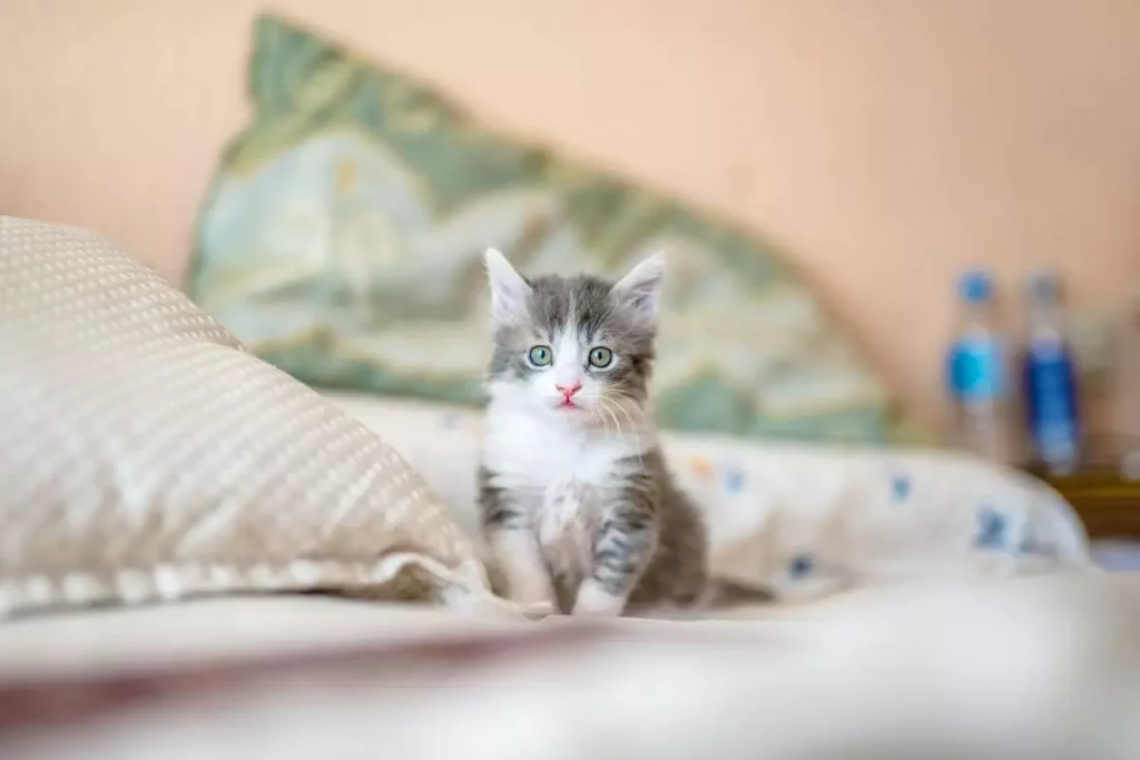 Persian Kitten Growth Chart - Size Guide From Kitten to Full-Grown 11 Persian_kitten_on_bed