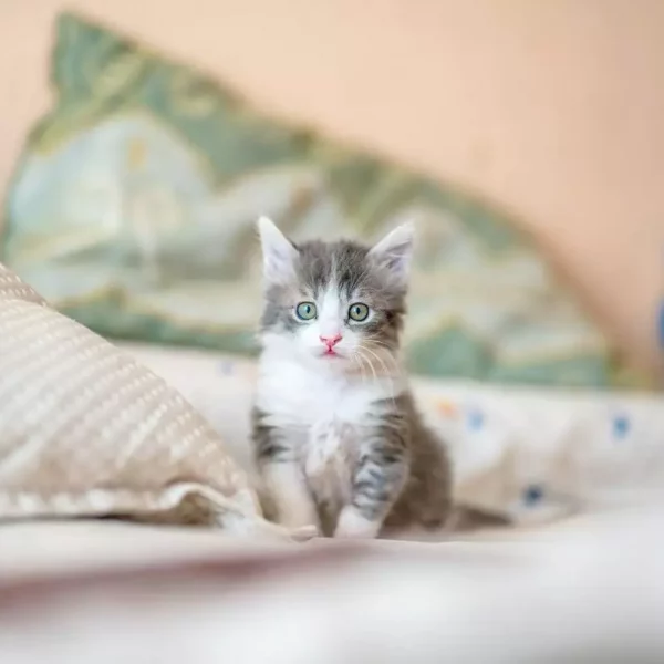 Persian kitten on bed