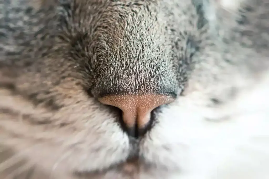 Why Does My Cat Have White Spots On Her Nose? 7 Possible Reasons 13 cat nose