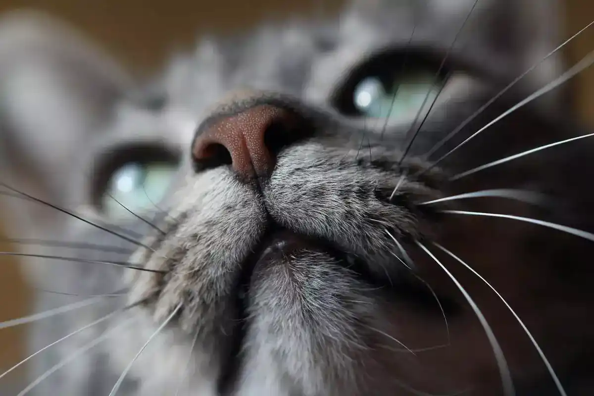 cat-nose-white-spots