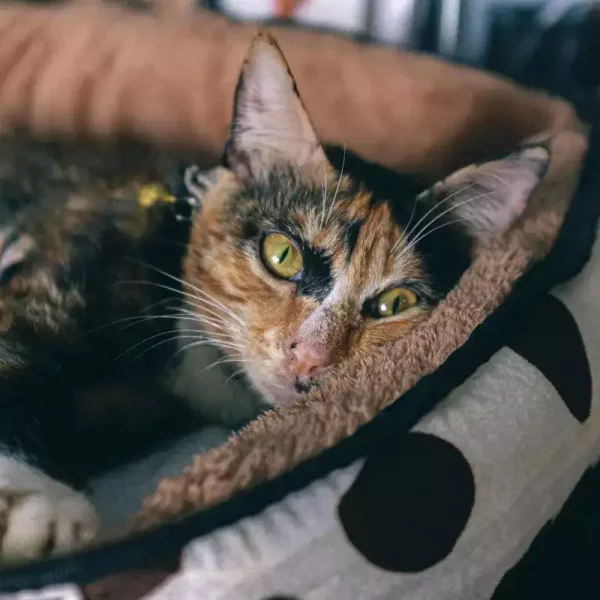 cat-sleeping-in-basket