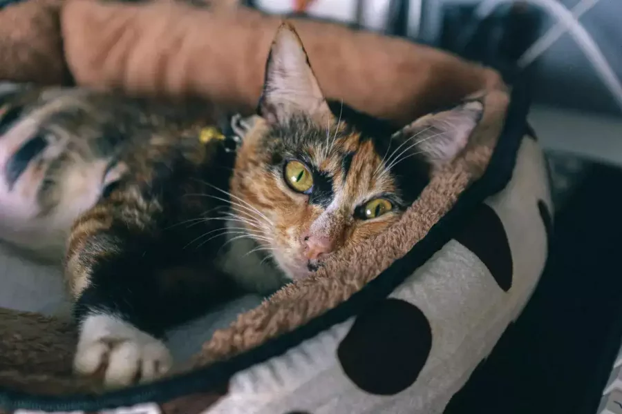 cat-sleeping-in-basket