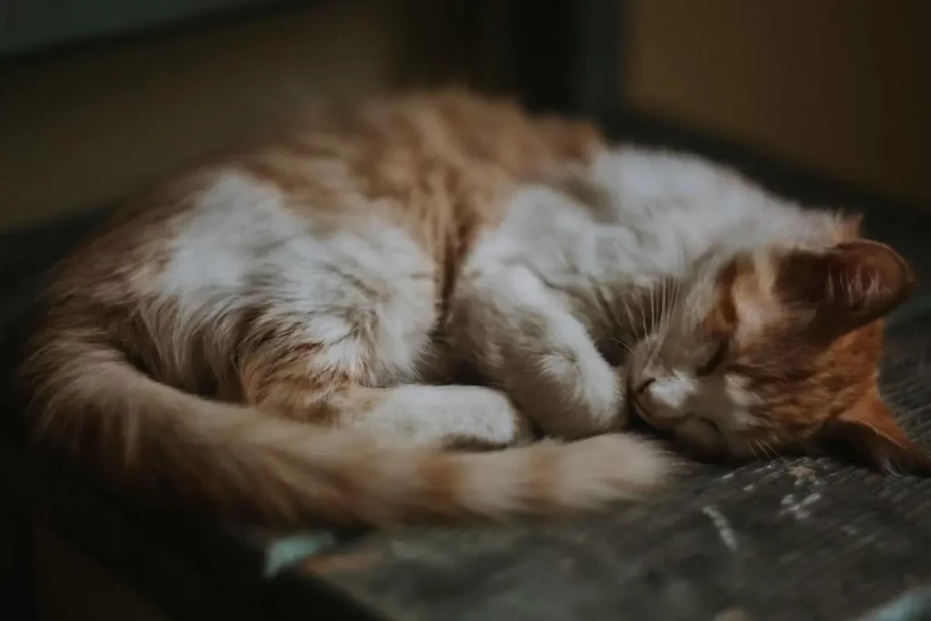 cat-sleeping-on-me-at-night