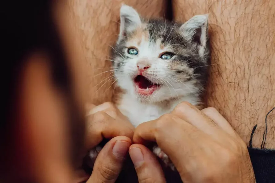 kitten-getting-tickled