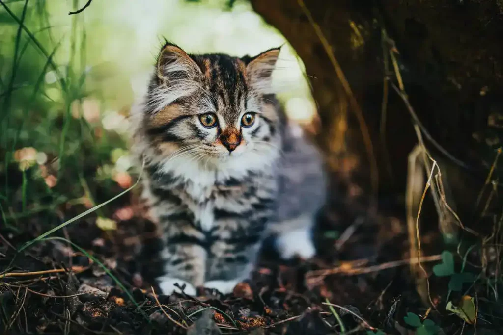 At What Age Do Kittens Calm Down? 13 kitten inside forest