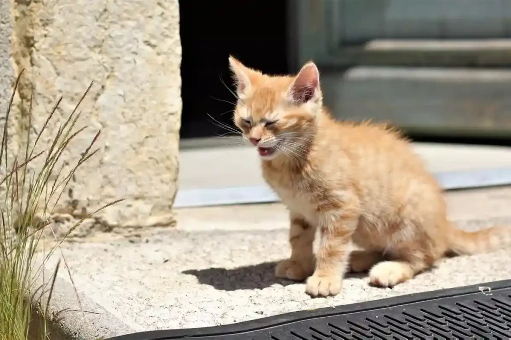 At What Age Do Kittens Calm Down? 14 kitten outside