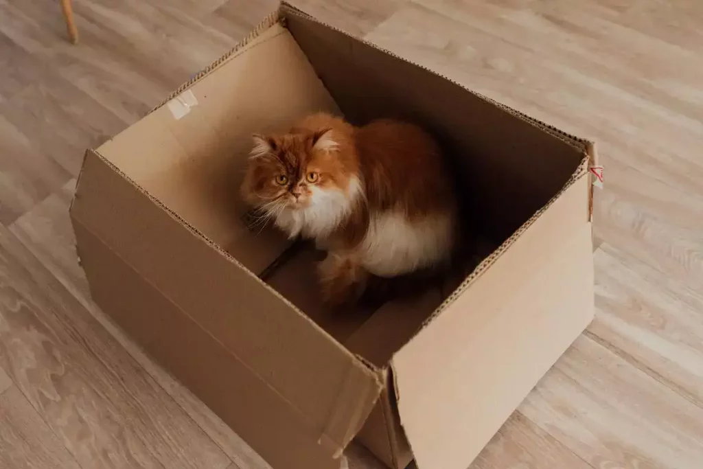 kitty in a box