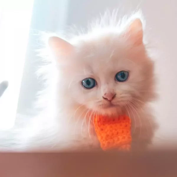 playful_Persian_kitten