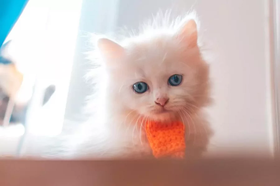 playful_Persian_kitten