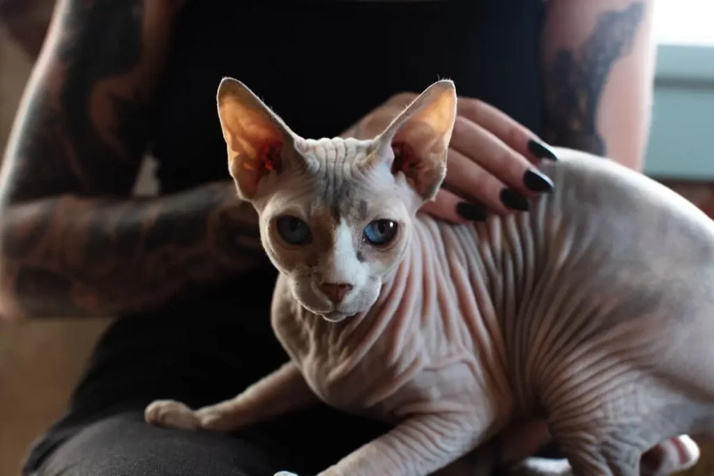sphynx cat getting petted