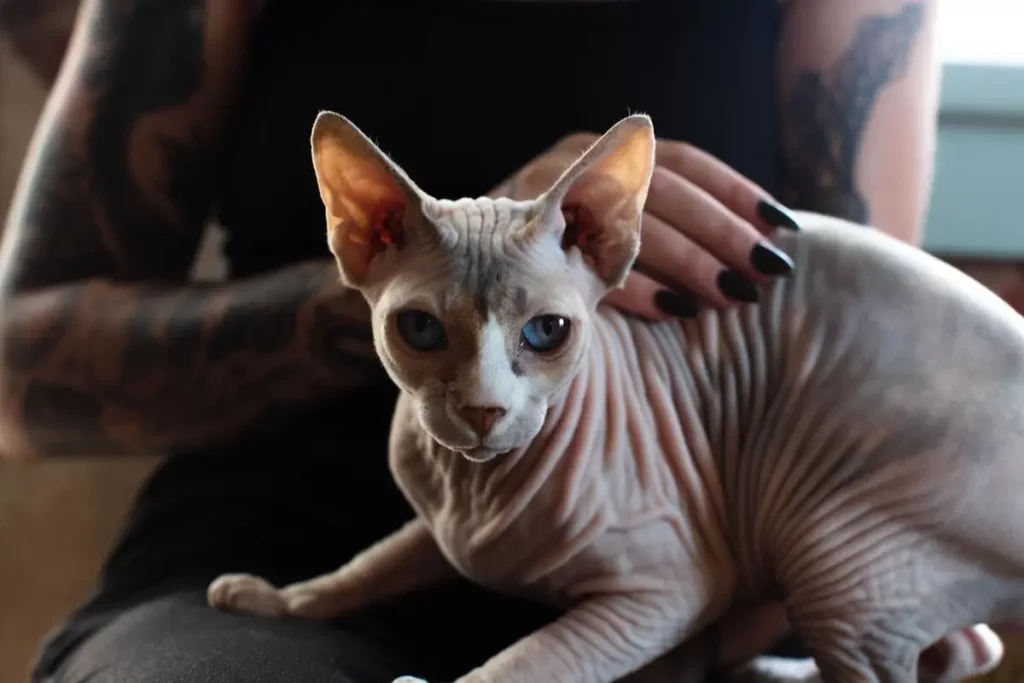 How Much Should I Feed My Sphynx Kitten? + Feeding Guide 27 sphynx cat getting petted