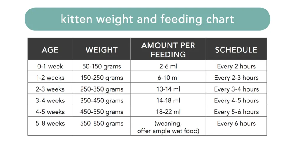 How Much Should I Feed My Sphynx Kitten? + Feeding Guide 25