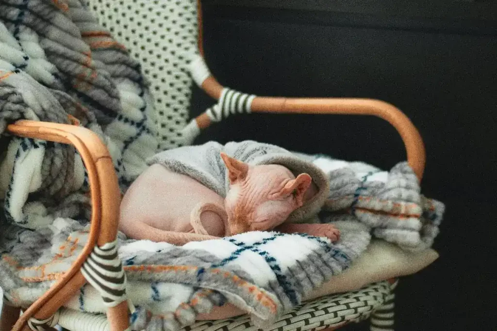 How Much Should I Feed My Sphynx Kitten? + Feeding Guide 26 sphynx kitten sleeping