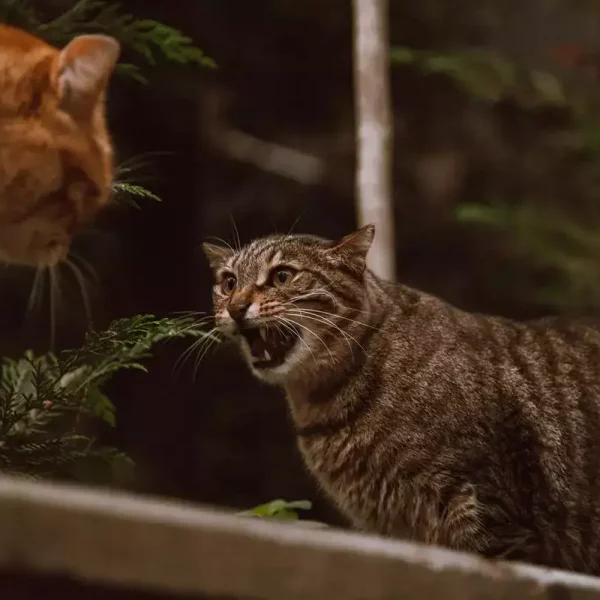 two-cats-fight